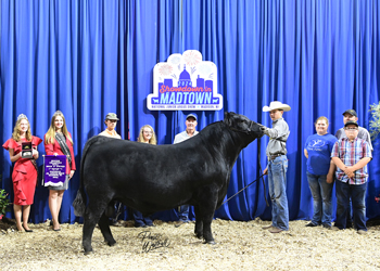 Senior Champion Bull