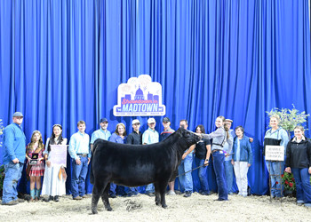 Reserve Intermediate Champion - Division 2 Heifer