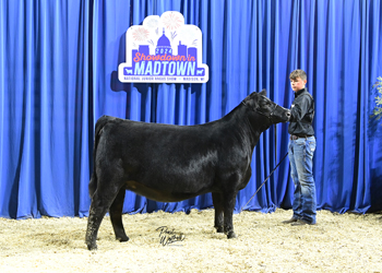 Owned Junior Champion Heifer--division 2