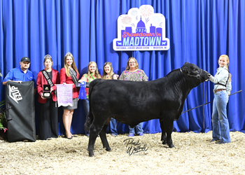 Bred-and-owned Reserve Intermediate Champion Bull