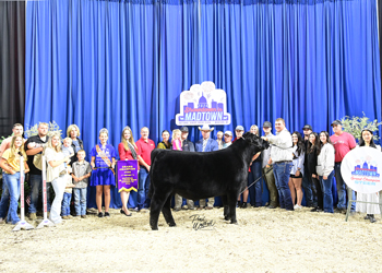 Grand Champion Steer