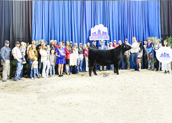 Reserve Grand Champion Steer