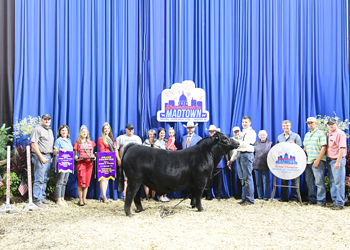 Grand Champion Bred-and-owned Bull