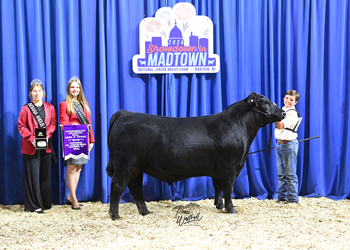 Bred-and-owned Intermediate Champion Bull