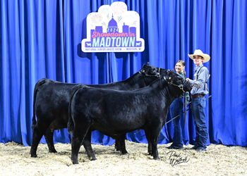 Bred-and-owned Cow-calf Class 3