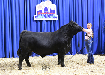 Bred-and-owned Bull Class 12