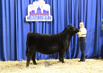 Bred-and-owned Heifer Class 21