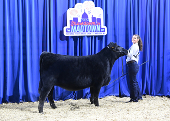 Owned Heifer Class 39