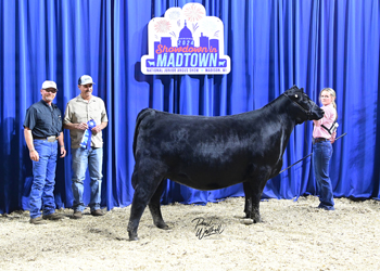 Owned Heifer Class 42