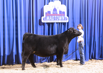 Owned Heifer Class 40