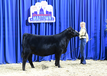 Owned Heifer Class 26