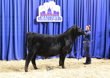 Owned Heifer Class 36