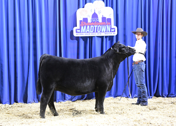 Owned Heifer Class 31