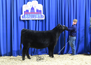 Bred-and-owned Heifer Class 20