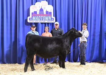 Bred-and-owned Heifer Class 9