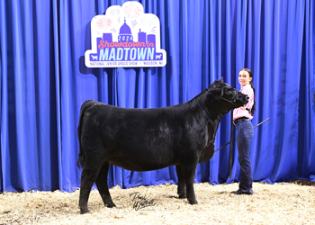 Bred-and-owned Heifer Class 14