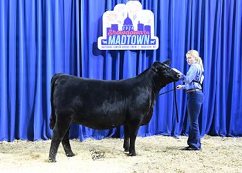 Owned Heifer Class 23