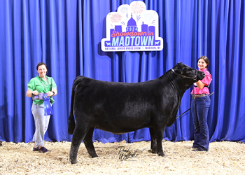 Bred-and-owned Heifer Class 18