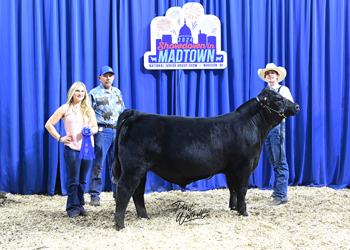 Bred-and-owned Bull Class 2