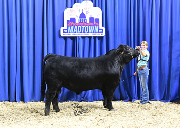 Bred-and-owned Bull Class 8