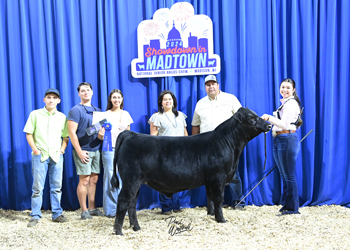 Bred-and-owned Bull Class 1