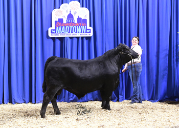 Bred-and-owned Bull Class 7