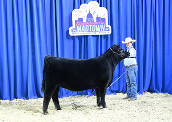 Owned Heifer Class 13