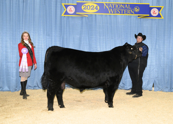 Reserve Intermediate Champion Bull