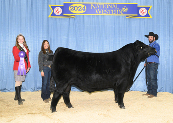 Senior Champion Bull