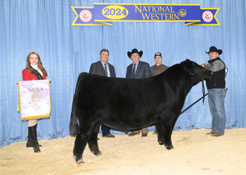 Reserve Grand Champion Bull