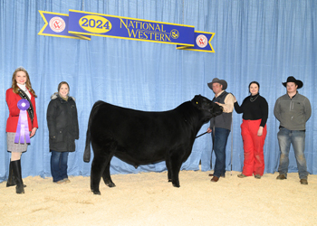 Intermediate Champion Bull