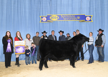 Grand Champion Bull