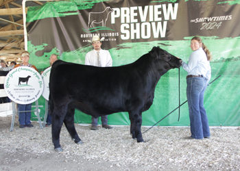 Reserve Grand Champion Steer