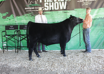 Grand Champion Steer