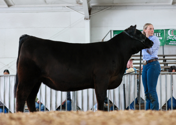 Owned Reserve Senior Heifer Calf Champion