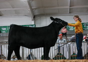 Owned Reserve Junior Heifer Calf Champion