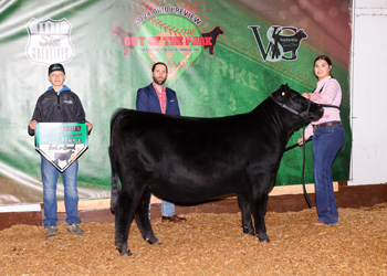 Grand Champion Bred-and-owned Female