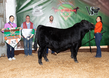 Reserve Grand Champion Bred-and-owned Bull