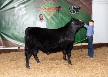 Reserve Grand Champion Steer