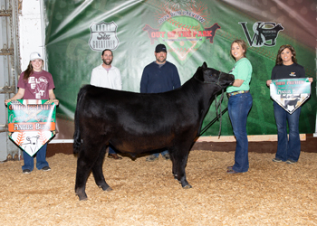 Grand Champion Bred-and-owned Bull