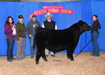 Reserve Grand Champion Bull