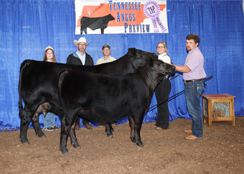 Grand Champion Cow-calf Pair