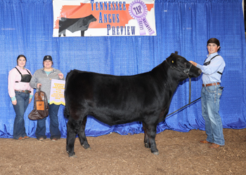 Reserve Grand Champion Steer