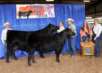 Grand Champion Cow-calf Pair