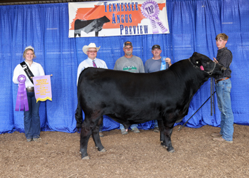 Reserve Grand Champion Bull