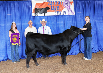 Grand Champion Bull