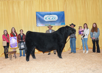 Grand Champion Bull