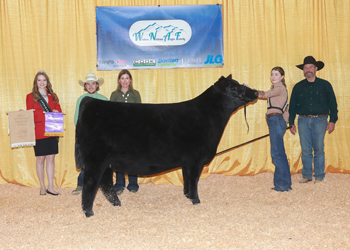 Intermediate Champion Heifer