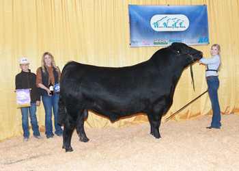 Senior Champion Bull