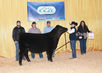 Reserve Junior Heifer Calf Champion - Div 3